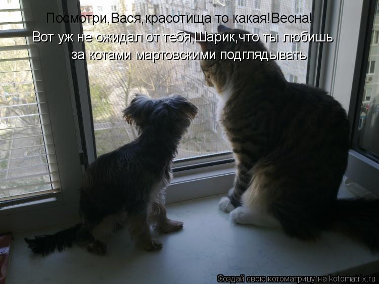 Посмотри,Вася,красотища то какая!Весна! Вот уж не ожидал от тебя,Шарик,что ты любишь за котами мартов... Котоматрица: Посмотри,Вася,красотища то какая!Весна! Вот уж не ожидал от тебя,Шарик,что ты любишь за котами мартовскими подглядывать