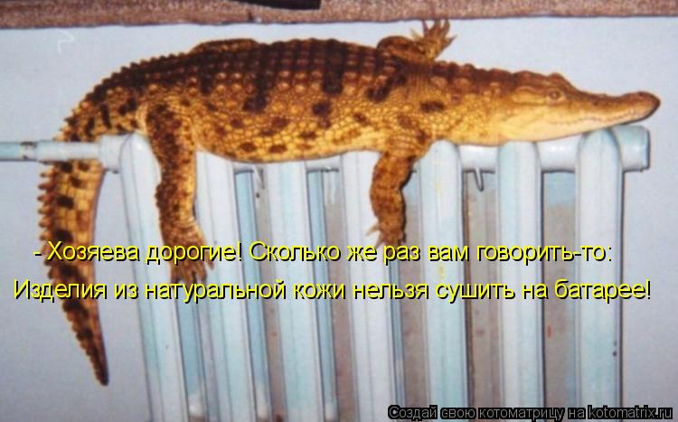 - Хозяева дорогие! Сколько же раз вам говорить-то: Изделия из натуральной кожи нельзя сушить на батар... Котоматрица: - Хозяева дорогие! Сколько же раз вам говорить-то: Изделия из натуральной кожи нельзя сушить на батарее!