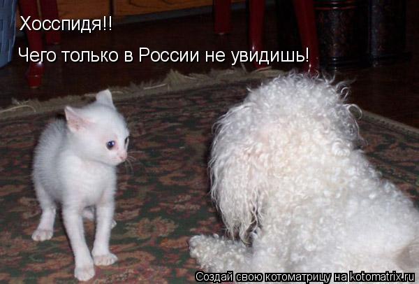 Хосспидя!! Чего только в России не увидишь!... Котоматрица: Хосспидя!! Чего только в России не увидишь!