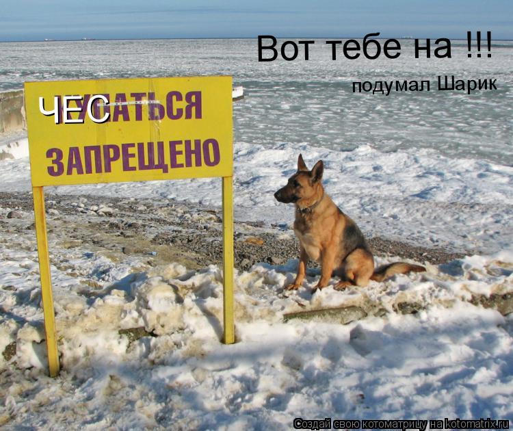 ЧЕС Вот тебе на !!! подумал Шарик... Котоматрица: ЧЕС Вот тебе на !!! подумал Шарик