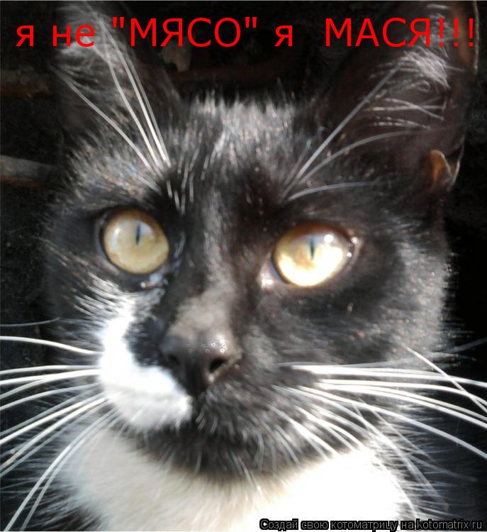 я не "МЯСО" я МАСЯ!!!... Котоматрица: я не "МЯСО" я МАСЯ!!!