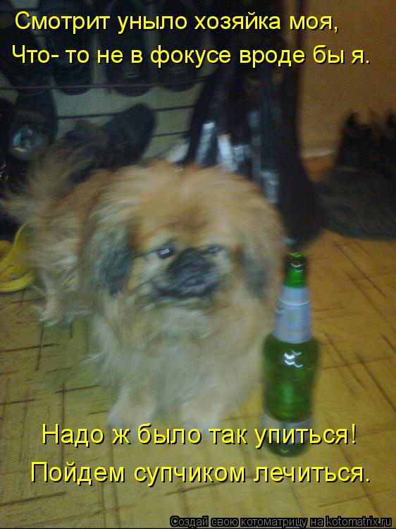 Смотрит уныло хозяйка моя, Что- то не в фокусе вроде бы я. Надо ж было так упиться! Пойдем супчиком л... Котоматрица: Смотрит уныло хозяйка моя, Что- то не в фокусе вроде бы я. Надо ж было так упиться! Пойдем супчиком лечиться…