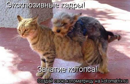 Эксклюзивные кадры! Зачатие котопса!... Котоматрица: Эксклюзивные кадры! Зачатие котопса!