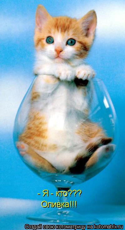 - Я - кто??? Оливка!!!... Котоматрица: - Я - кто??? Оливка!!!