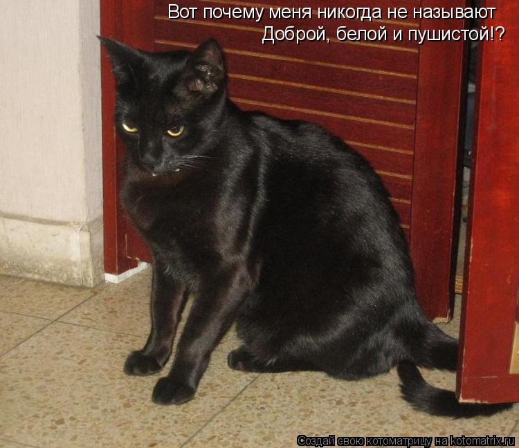 Вот почему меня никогда не называют Доброй, белой и пушистой!?... Котоматрица: Вот почему меня никогда не называют Доброй, белой и пушистой!?