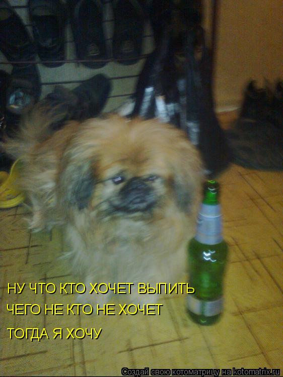 НУ ЧТО КТО ХОЧЕТ ВЫПИТЬ ЧЕГО НЕ КТО НЕ ХОЧЕТ ТОГДА Я ХОЧУ... Котоматрица: НУ ЧТО КТО ХОЧЕТ ВЫПИТЬ ЧЕГО НЕ КТО НЕ ХОЧЕТ ТОГДА Я ХОЧУ