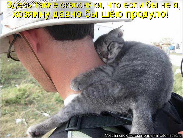 Котоматрица: Здесь такие сквозняки, что если бы не я,  хозяину давно бы шею продуло!