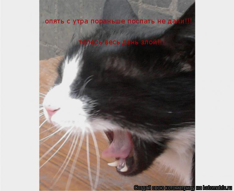 опять с утра пораньше поспать не дали!!! опять с утра пораньше поспать не дали!!! те теперь весь ден... Котоматрица: опять с утра пораньше поспать не дали!!! опять с утра пораньше поспать не дали!!! те теперь весь день злой!!!