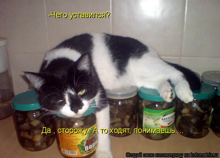 -Чего уставился? Да , сторожу. А то ходят, понимаешь....... Котоматрица: -Чего уставился? Да , сторожу. А то ходят, понимаешь....