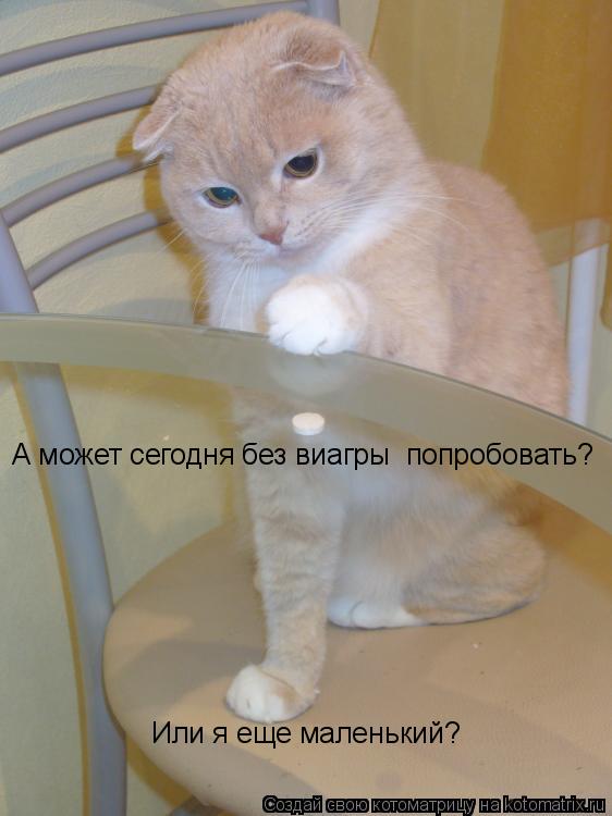 А может сегодня без виагры попробовать? Или я еще маленький?... Котоматрица: А может сегодня без виагры попробовать? Или я еще маленький?