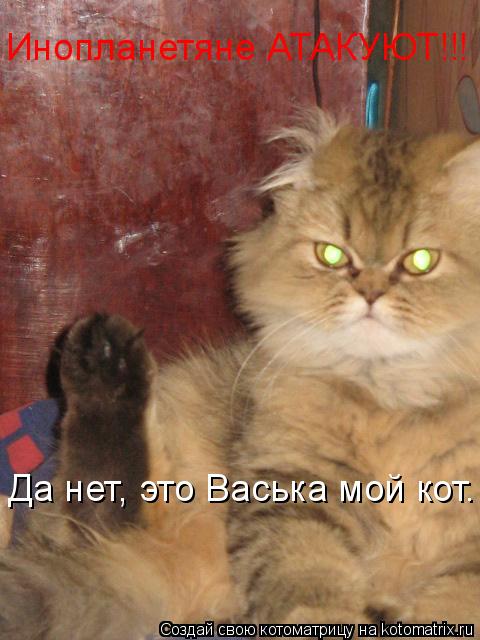 Инопланетяне АТАКУЮТ!!! Да нет, это Васька мой кот.... Котоматрица: Инопланетяне АТАКУЮТ!!! Да нет, это Васька мой кот.