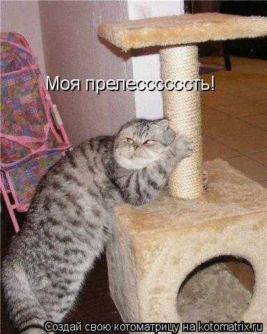 Моя прелессссссть!... Котоматрица: Моя прелессссссть!
