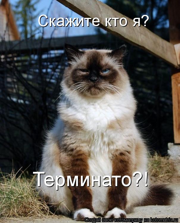 Скажите кто я? Терминато?!... Котоматрица: Скажите кто я? Терминато?!