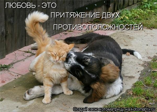 ЛЮБОВЬ - ЭТО ПРИТЯЖЕНИЕ ДВУХ ПРОТИВОПОЛОЖНОСТЕЙ... Котоматрица: ЛЮБОВЬ - ЭТО ПРИТЯЖЕНИЕ ДВУХ ПРОТИВОПОЛОЖНОСТЕЙ