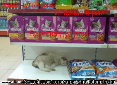 Ещё чуть-чуть и прямо в рай Ворепендулурай... Котоматрица: Ещё чуть-чуть и прямо в рай Ворепендулурай