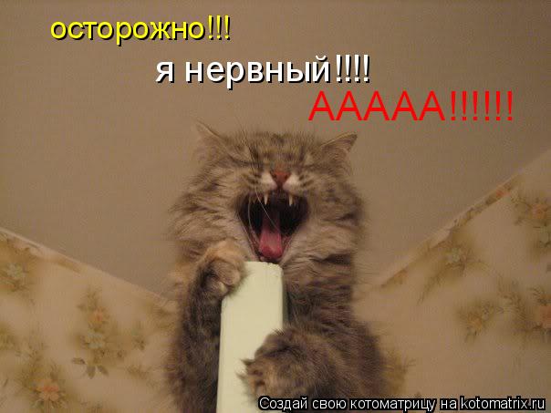 ААААА!!!!!! осторожно!!! я нервный!!!!... Котоматрица: ААААА!!!!!! осторожно!!! я нервный!!!!
