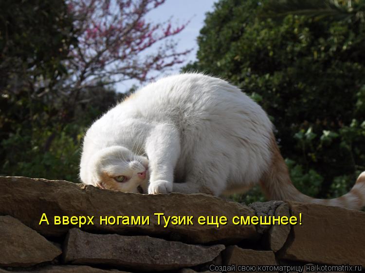 А вверх ногами Тузик еще смешнее!... Котоматрица: А вверх ногами Тузик еще смешнее!