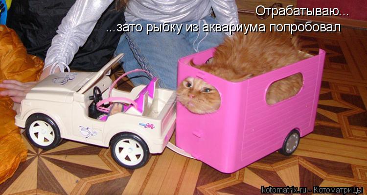 Отрабатываю... ...зато рыбку из аквариума попробовал... Котоматрица: Отрабатываю... ...зато рыбку из аквариума попробовал