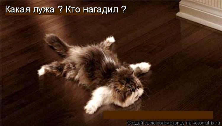 Какая лужа ? Кто нагадил ?... Котоматрица: Какая лужа ? Кто нагадил ?