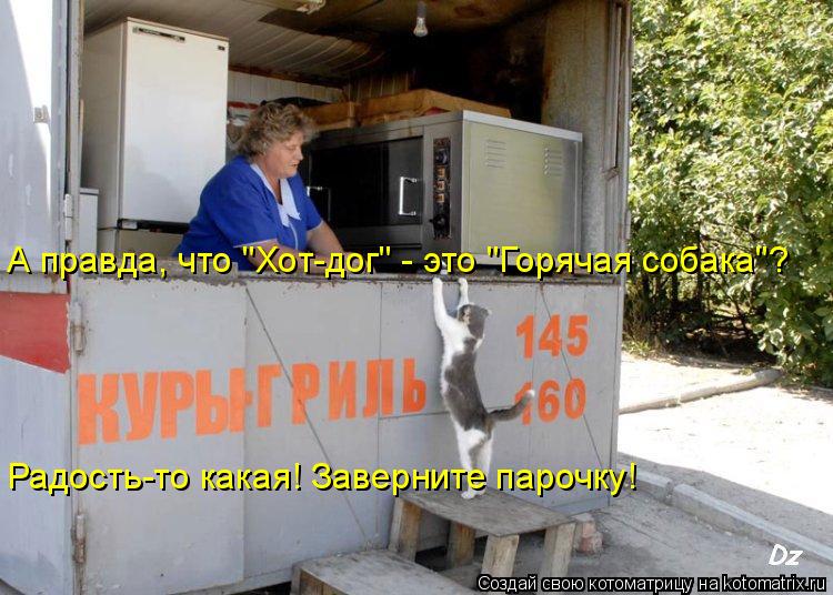 А правда, что "Хот-дог" - это "Горячая собака"? Радость-то какая! Заверните парочку!... Котоматрица: А правда, что "Хот-дог" - это "Горячая собака"? Радость-то какая! Заверните парочку!