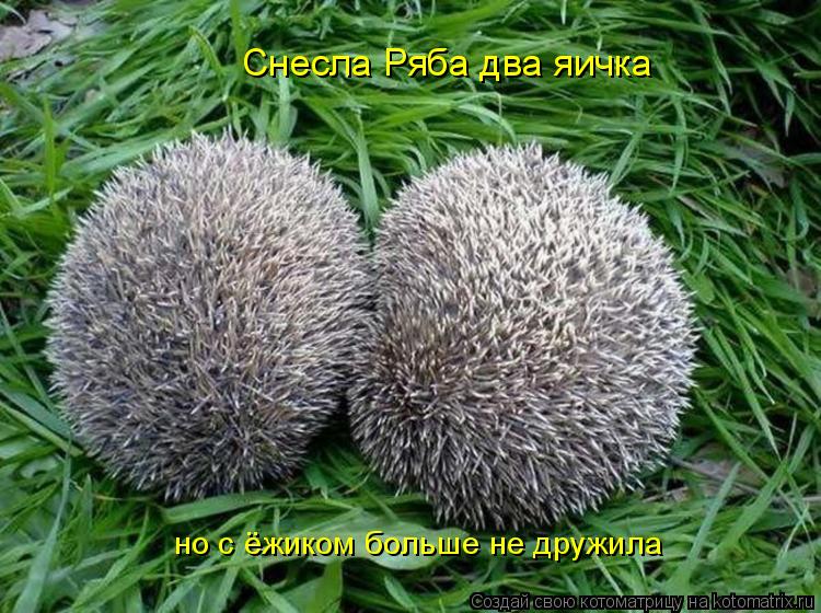 Снесла Ряба два яичка но с ёжиком больше не дружила... Котоматрица: Снесла Ряба два яичка но с ёжиком больше не дружила