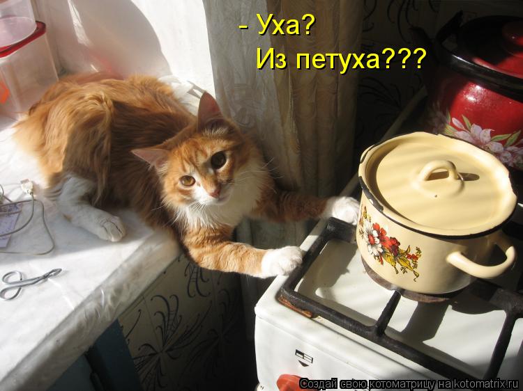 - Уха? Из петуха???... Котоматрица: - Уха? Из петуха???