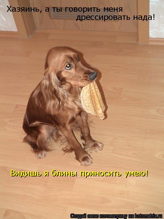 Хазяинь, а ты говорить меня дрессировать нада! Видишь я блины приносить умею!... Котоматрица: Хазяинь, а ты говорить меня дрессировать нада! Видишь я блины приносить умею!
