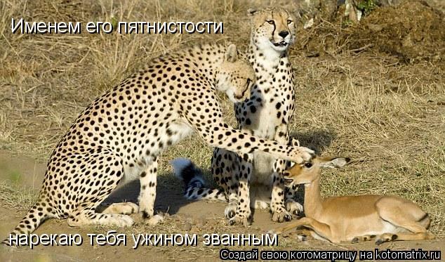 Именем его пятнистости нарекаю тебя ужином званным... Котоматрица: Именем его пятнистости нарекаю тебя ужином званным