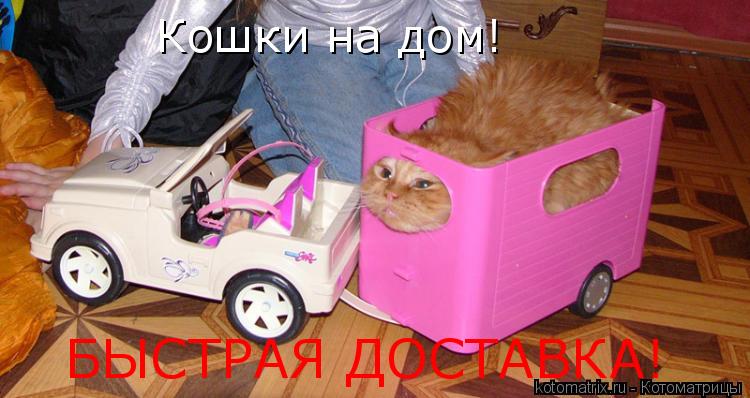Кошки на дом! БЫСТРАЯ ДОСТАВКА!... Котоматрица: Кошки на дом! БЫСТРАЯ ДОСТАВКА!