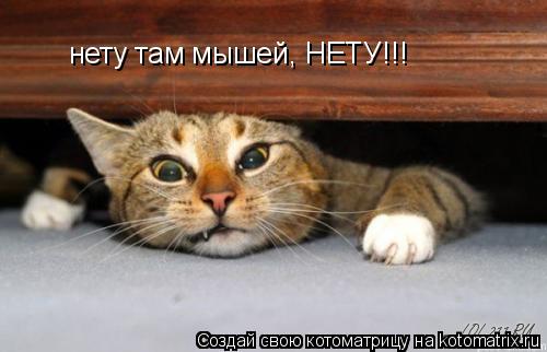 нету там мышей, НЕТУ!!!... Котоматрица: нету там мышей, НЕТУ!!!