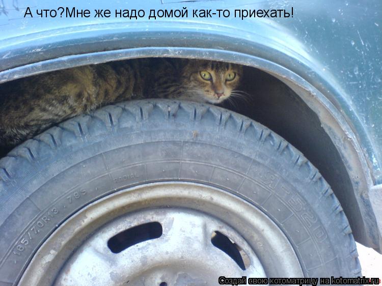 А что?Мне же надо домой как-то приехать!... Котоматрица: А что?Мне же надо домой как-то приехать!