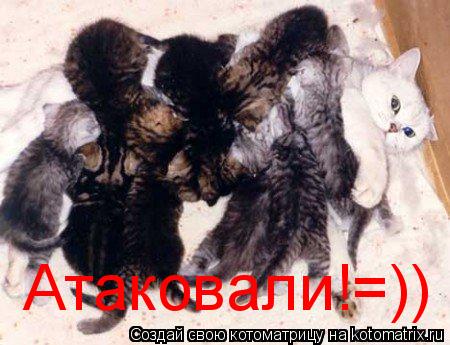 Атаковали!=))... Котоматрица: Атаковали!=))