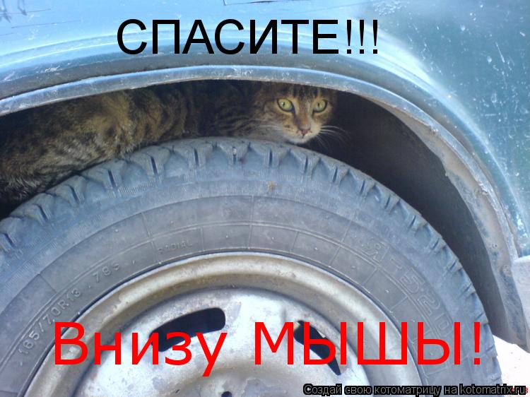 СПАСИТЕ!!! Внизу МЫШЫ!... Котоматрица: СПАСИТЕ!!! Внизу МЫШЫ!