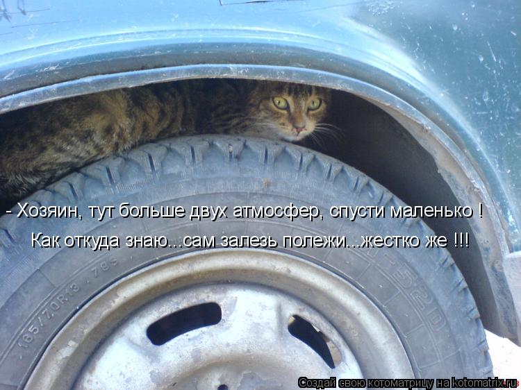 Как откуда знаю...сам залезь полежи...жестко же !!! - Хозяин, тут больше двух атмосфер, спусти малень... Котоматрица: Как откуда знаю...сам залезь полежи...жестко же !!! - Хозяин, тут больше двух атмосфер, спусти маленько !