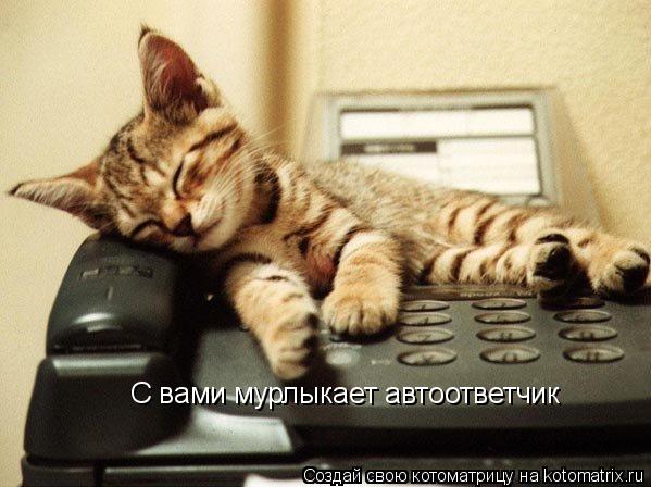 С вами мурлыкает автоответчик... Котоматрица: С вами мурлыкает автоответчик
