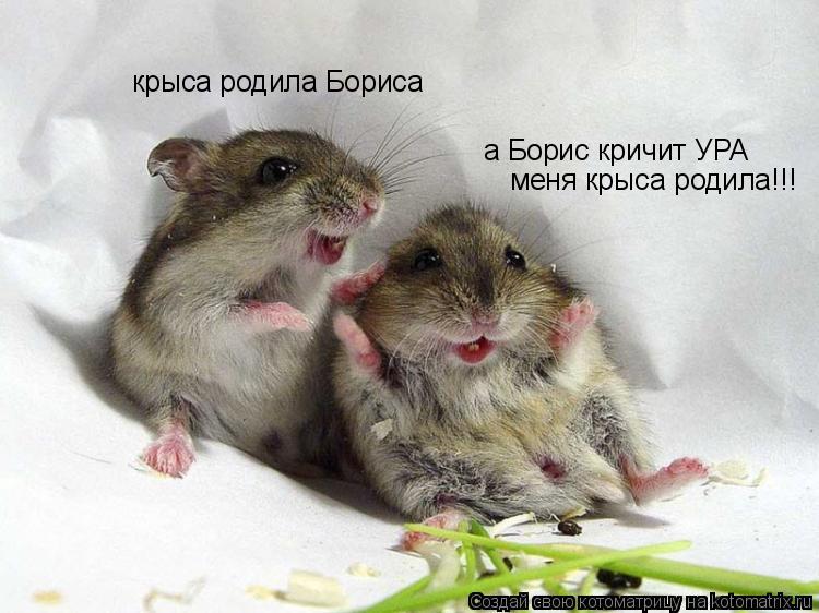 крыса родила Бориса а Борис кричит УРА меня крыса родила!!!... Котоматрица: крыса родила Бориса а Борис кричит УРА меня крыса родила!!!