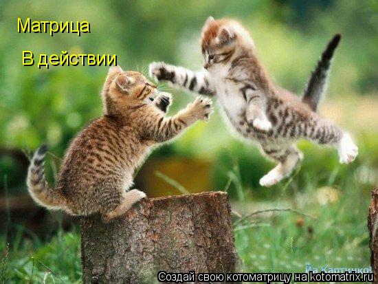 Матрица В действии... Котоматрица: Матрица В действии