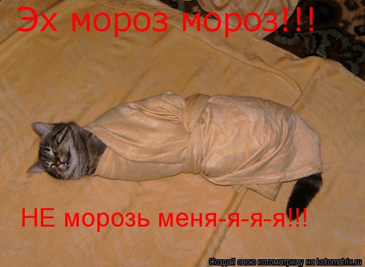Эх мороз мороз!!! НЕ морозь меня-я-я-я!!!... Котоматрица: Эх мороз мороз!!! НЕ морозь меня-я-я-я!!!