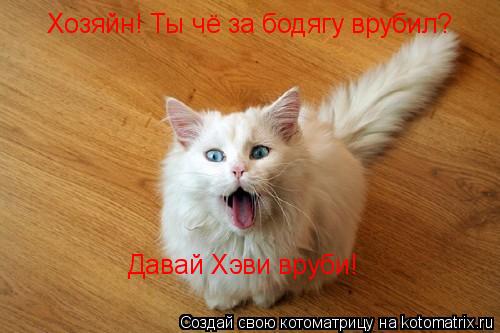 Хозяйн! Ты чё за бодягу врубил? Давай Хэви вруби!... Котоматрица: Хозяйн! Ты чё за бодягу врубил? Давай Хэви вруби!