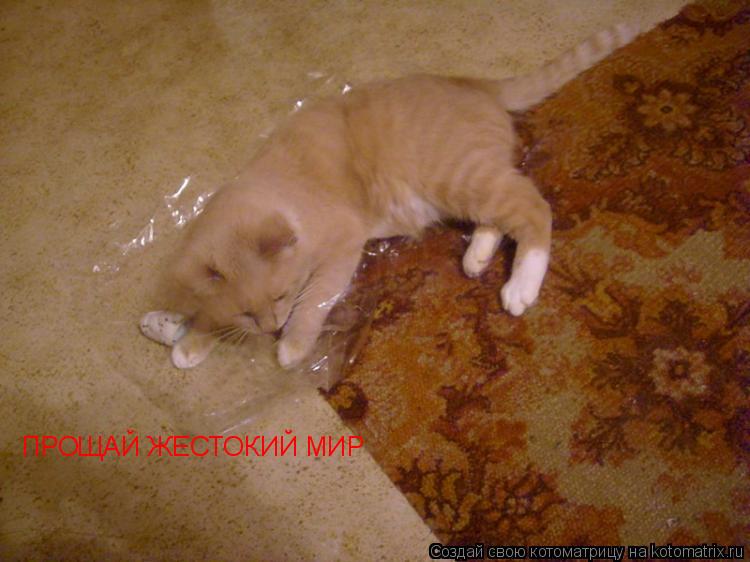 ПРОЩАЙ ЖЕСТОКИЙ МИР... Котоматрица: ПРОЩАЙ ЖЕСТОКИЙ МИР