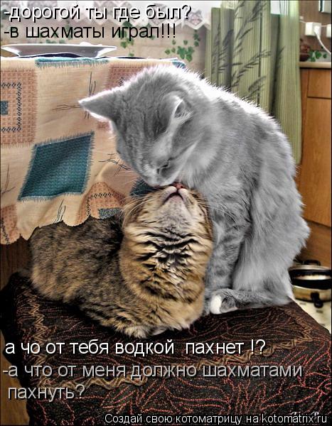 -дорогой ты где был? -в шахматы играл!!! а чо от тебя водкой пахнет !? -а что от меня должно шахмата... Котоматрица: -дорогой ты где был? -в шахматы играл!!! а чо от тебя водкой пахнет !? -а что от меня должно шахматами пахнуть?