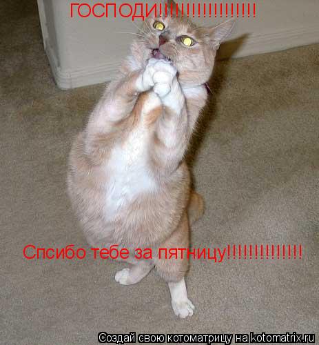 ГОСПОДИ!!!!!!!!!!!!!!!!!! Спсибо тебе за пятницу!!!!!!!!!!!!!!... Котоматрица: ГОСПОДИ!!!!!!!!!!!!!!!!!! Спсибо тебе за пятницу!!!!!!!!!!!!!!