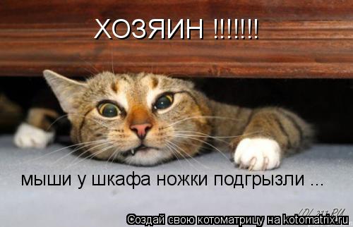 ХОЗЯИН !!!!!!! мыши у шкафа ножки подгрызли ...... Котоматрица: ХОЗЯИН !!!!!!! мыши у шкафа ножки подгрызли ...