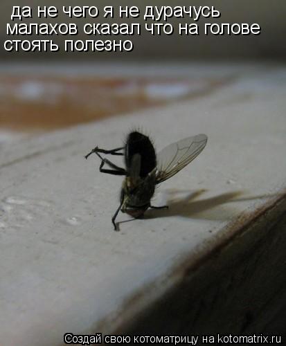 да не чего я не дурачусь малахов сказал что на голове стоять полезно... Котоматрица: да не чего я не дурачусь малахов сказал что на голове стоять полезно