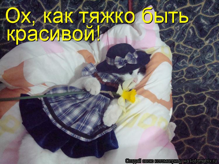 красивой! Ох, как тяжко быть... Котоматрица: красивой! Ох, как тяжко быть