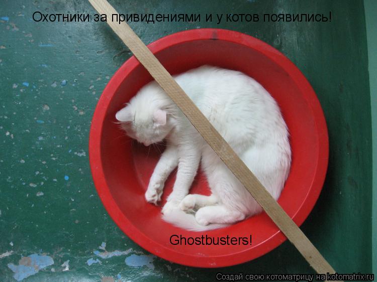 Охотники за привидениями и у котов появились! Ghostbusters!... Котоматрица: Охотники за привидениями и у котов появились! Ghostbusters!