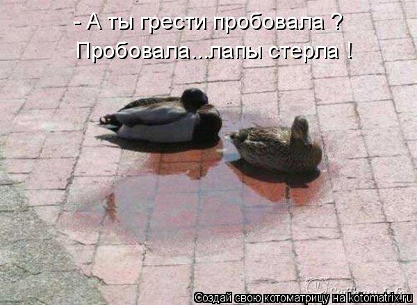 - А ты грести пробовала ? Пробовала...лапы стерла !... Котоматрица: - А ты грести пробовала ? Пробовала...лапы стерла !