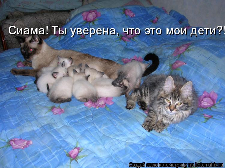 Сиама! Ты уверена, что это мои дети?!... Котоматрица: Сиама! Ты уверена, что это мои дети?!