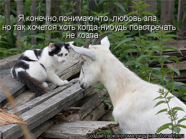 Я,конечно,понимаю,что любовь зла, но так хочется хоть когда-нибудь повстречать не козла... Котоматрица: Я,конечно,понимаю,что любовь зла, но так хочется хоть когда-нибудь повстречать не козла