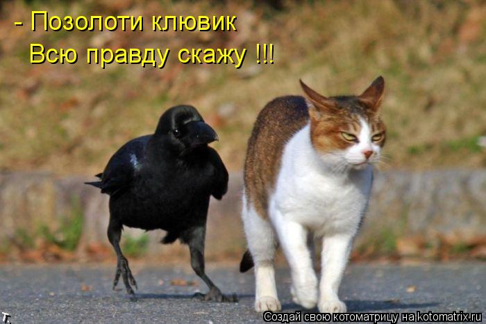 Котоматрица: - Позолоти клювик Всю правду скажу !!!
